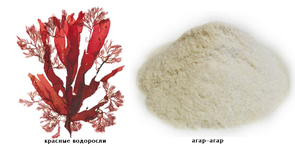 Агар-Агар как выглядит